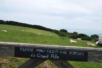 Don´t feed the horses!?