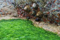 Corbiére Leuchtturm - Muscheln