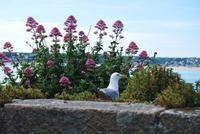 Elizabeth Castle - Möve