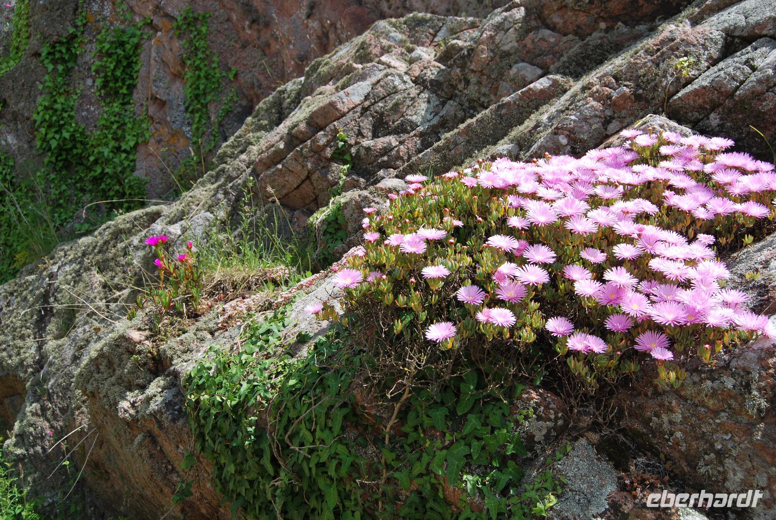 Mont Orgueil Castle - Gorey