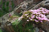 Mont Orgueil Castle - Gorey