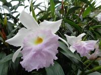 Eric Young Orchid Foundation