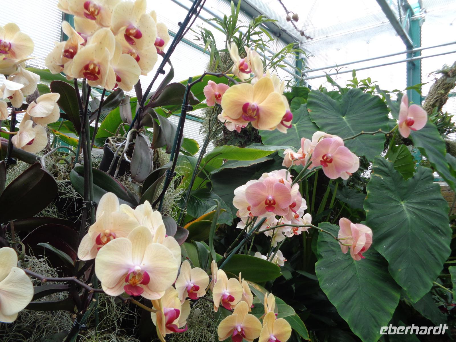 Eric Young Orchid Foundation