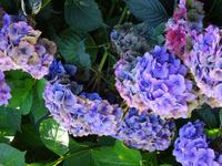 Sark - La Seigneurie