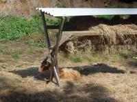 Goldenen Ziegen von Guernsey