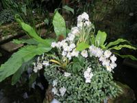 145_Orchideenpracht