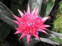 148_Orchideenpracht