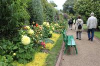 IMG_1439_Riesendahlien im Garten von Saint Peter Port Guernsey
