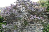 IMG_1441_Acacia Baileyana Purpurea im Garten von Saint Peter Port Guernsey