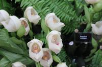 IMG_1457_Orchideen in der Eric Young Foundation