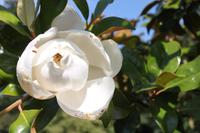 IMG_1468_Magnolienblüte bei der Eric Young Foundation