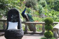 IMG_1473_Pfau im Privatgarten der Lady Gathery