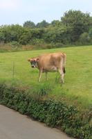 IMG_1487_Die wahre Jersey-Kuh