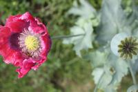 IMG_1501_Privatgarten in der St. Lawrence-Gemeinde