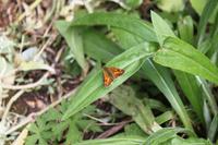 IMG_1511_Im Privatgarten in der St. Lawrence-Gemeinde