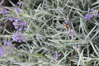 IMG_1514_Im Privatgarten in der St. Lawrence-Gemeinde