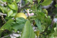 IMG_1515_Im Privatgarten in der St. Lawrence-Gemeinde