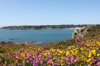 IMG_1549_Heidelandschaft an der Portelet Bay