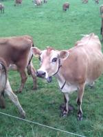 Noch eine ... Jersey-Kuh