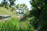 Waldpfad zur Avenue auf Sark