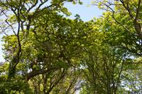 Saftiges Grün auf Sark