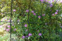 Blütenpracht im Garten der La Seigneurie