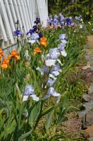 Blütenpracht im Garten der La Seigneurie