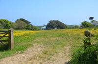 Butterblumenwiese auf Sark