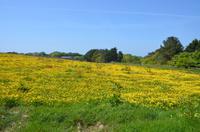 Butterblumenwiese auf Sark