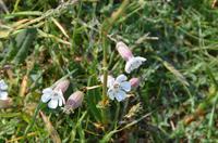 Blütenpracht Jerseys