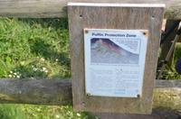 Brutgebiet der Papageientaucher 