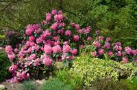 Blütenpracht Jerseys