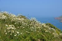 Blütenpracht Jerseys