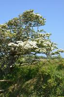 Blütenpracht Jerseys