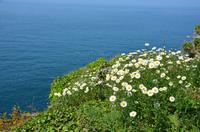 Blütenpracht Jerseys