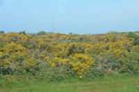 Blütenpracht Guernsey