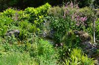 Blütenpracht an der Little Chapel, Guernsey