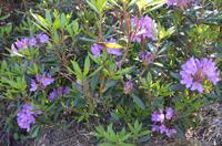 Blütenpracht am Wegesrand