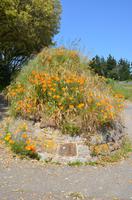 Blütenpracht am Wegesrand