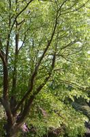 Gärten von Rozel Bay