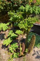 Gärten von Rozel Bay