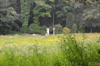 Blütenpracht im Landesinnere