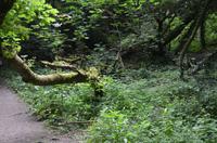 Waldpfad zu den Green Lanes