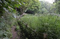 Waldpfad zu den Green Lanes