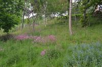 Waldpfad zu den Green Lanes