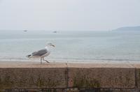 Strandspaziergang zum Elizabeth Castle