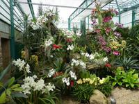 Eric Young Orchid Foundation