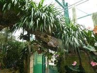 Eric Young Orchid Foundation