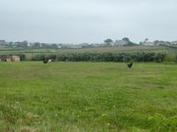 Landblick auf Guernsey