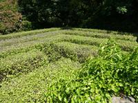 Labyrinth im La Seigneurie